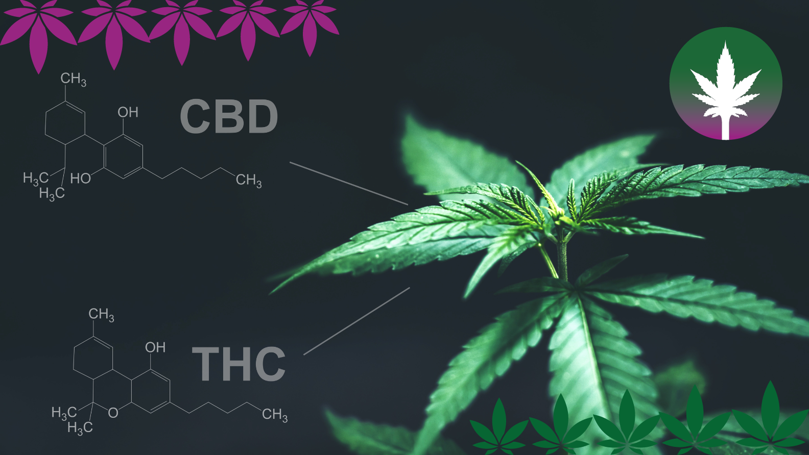 CBD & THC – Les différences  - hanfplatz