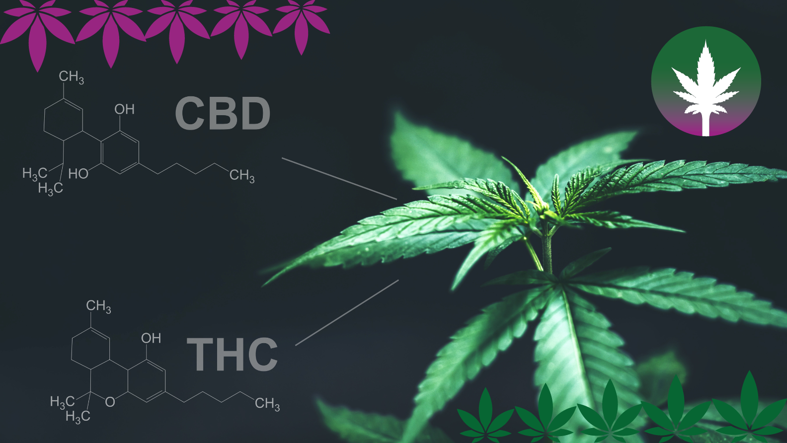 CBD & THC – Die Unterschiede - Hanfplatz Blog