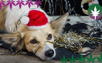 Réveillon du Nouvel An avec un chien – Le CBD pour animaux a un effet calmant - hanfplatz