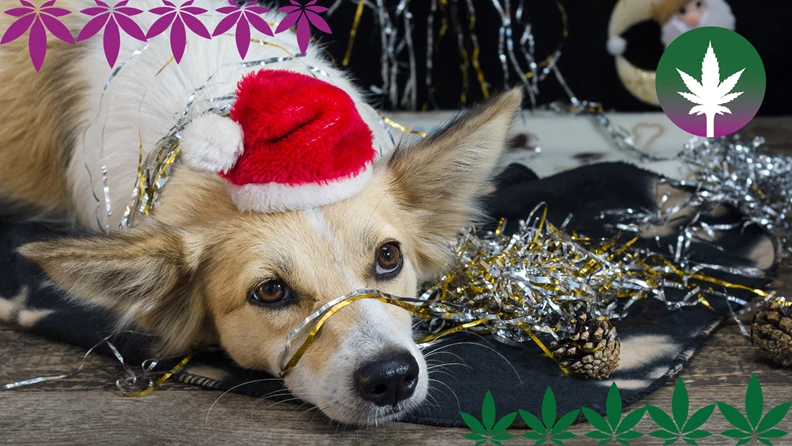 Réveillon du Nouvel An avec un chien – Le CBD pour animaux a un effet calmant - hanfplatz