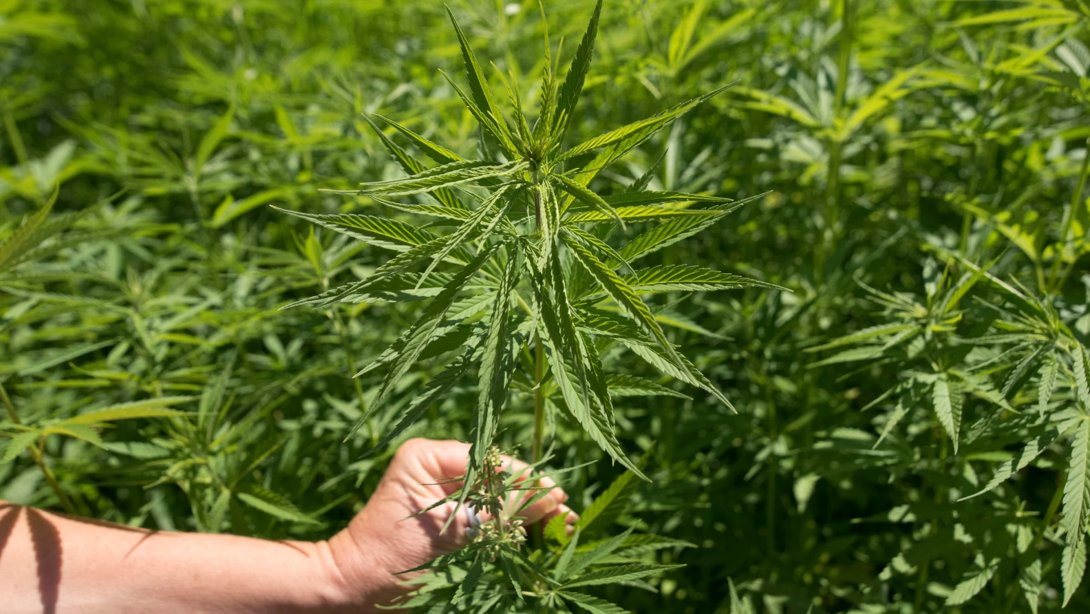 Coltivazione della canapa