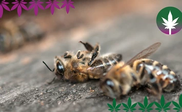 Le chanvre contre la mort des abeilles - hanfplatz