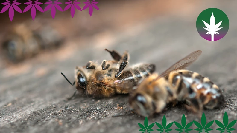 Le chanvre contre la mort des abeilles - hanfplatz