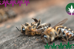 Hanf gegen Bienensterben - hanfplatz