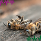Hanf gegen Bienensterben - hanfplatz