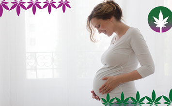 CBD and HHC in pregnancy - hanfplatz