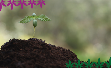 The versatility of hemp: benefits, cultivation and future prospects - hanfplatz