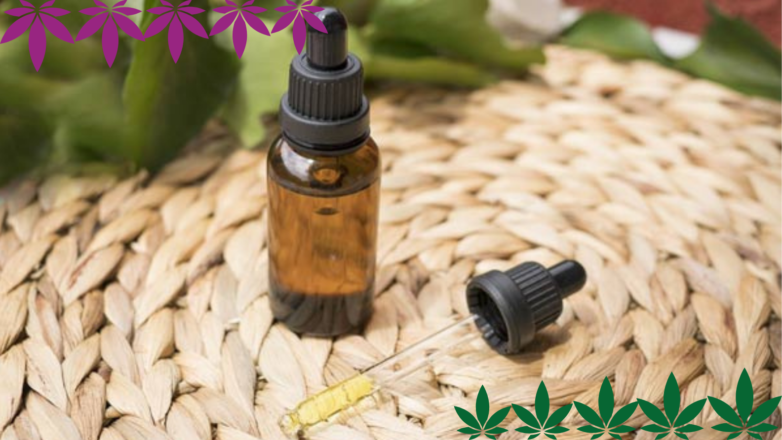 Konopí v medicíně: Potenciály a současný výzkum - hanfplatz