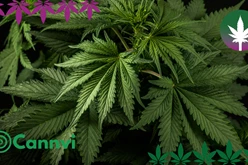 Cannvi.de - Die Online Cannabis Vitrine für Online Headshops und Growshops Produkte!  - hanfplatz