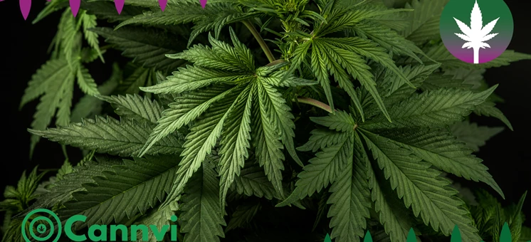 Cannvi.de - The online cannabis showcase for online headshops and growshops products! - hanfplatz