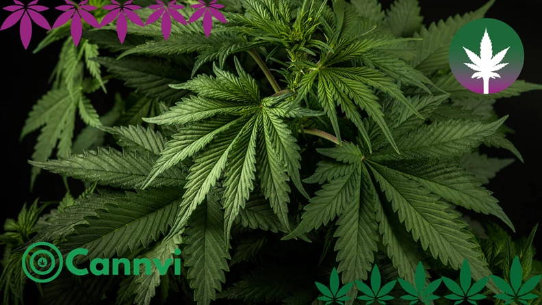 Cannvi.de - Die Online Cannabis Vitrine für Online Headshops und Growshops Produkte!  - hanfplatz