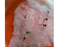 Konopná semínka na mokrém vatovém tamponu v oranžové misce