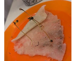 První sazenice na vatovém tamponu s viditelnými kořenovými špičkami