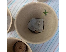 Pokročilé sazenice s delšími kořeny