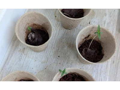 Jiffy rašelinové květináče shora, jeden s malou sazenicí