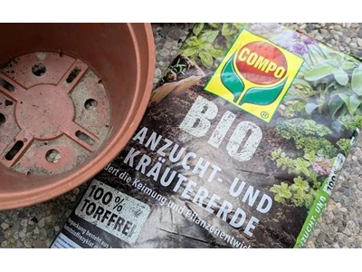 Pět květináčů Jiffy na parapetu, sazenice v různých fázích vývoje