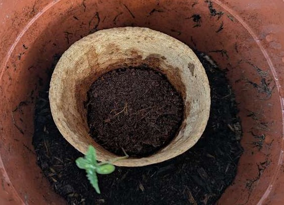 Pytlík s bylinkami Compo Bio vedle terakotových květináčů