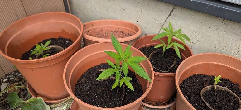 Rostlina konopí shora v terakotovém květináči, otevřená konstrukce bez tréninku