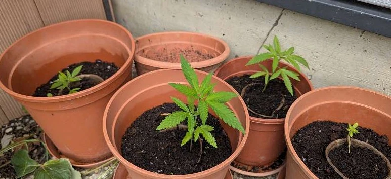 Rostlina konopí shora v terakotovém květináči, otevřená konstrukce bez tréninku