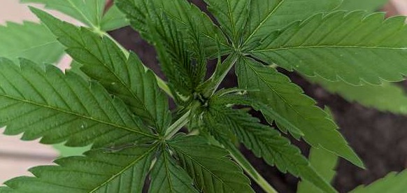 Pět rostlin konopí v terakotových květináčích venku, vykazujících výrazně odlišný růst.