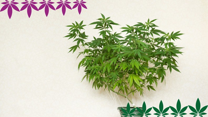 Hemp as a houseplant - what is allowed and what is forbidden? - hanfplatz