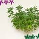 Hemp as a houseplant - what is allowed and what is forbidden? - hanfplatz