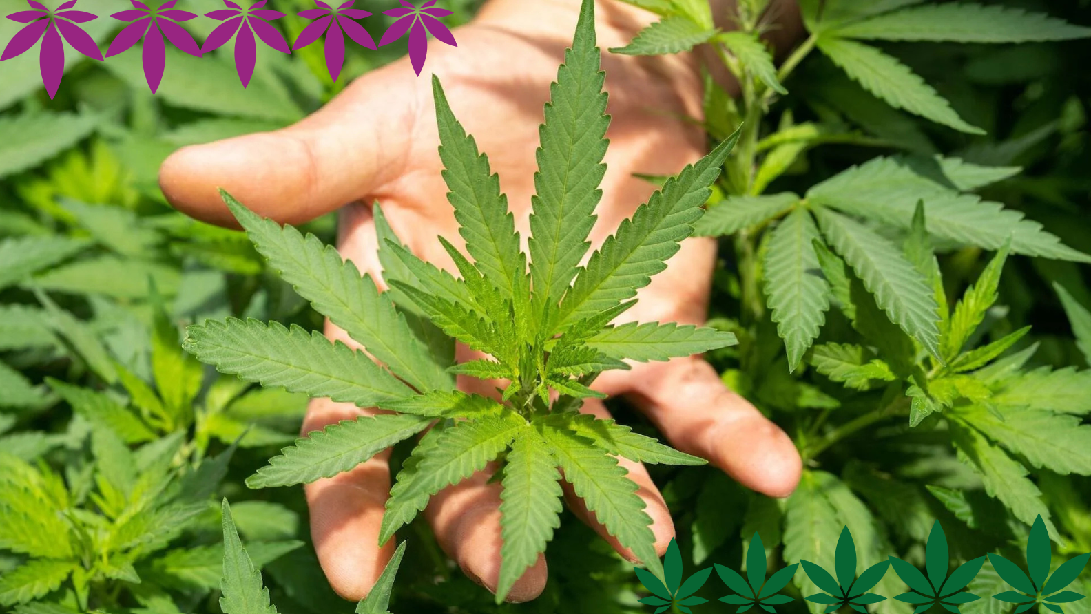 Was sind Edibles? Der Einsteiger-Guide zu Hanf-Esswaren - hanfplatz
