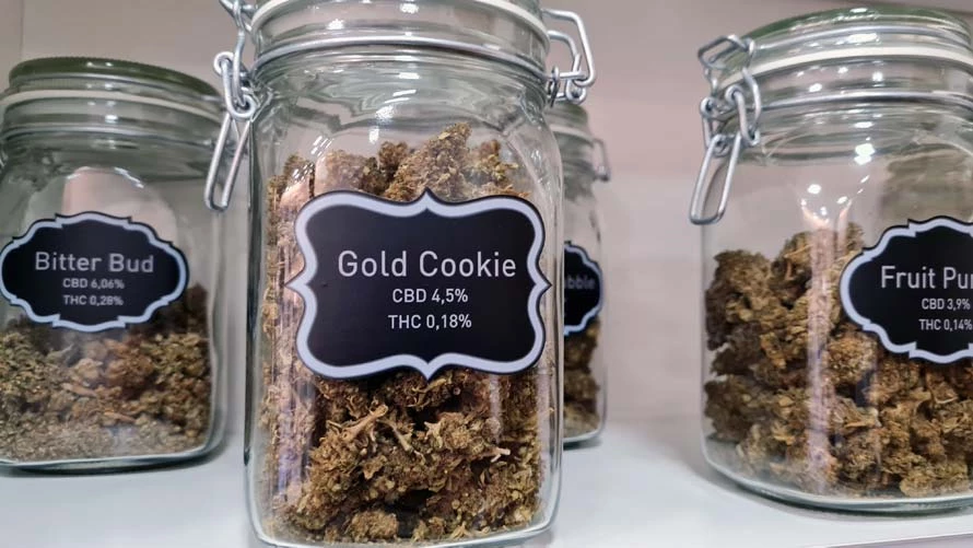 fiori di canapa CBD naturale