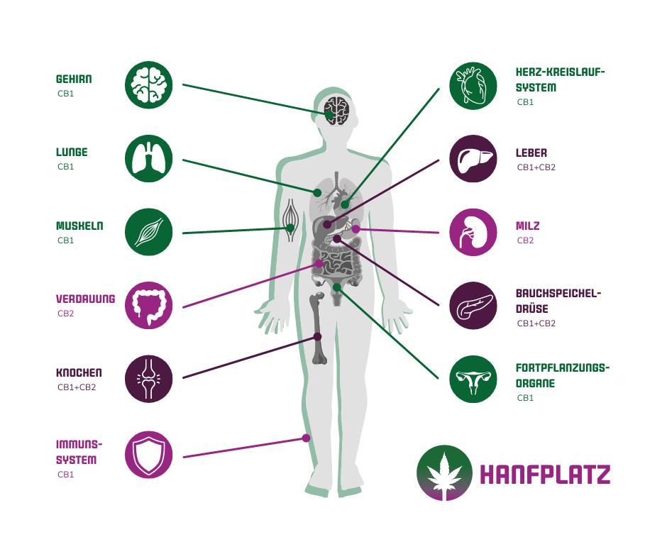 Das Endocannabinoid-System - Hanfplatz Blog