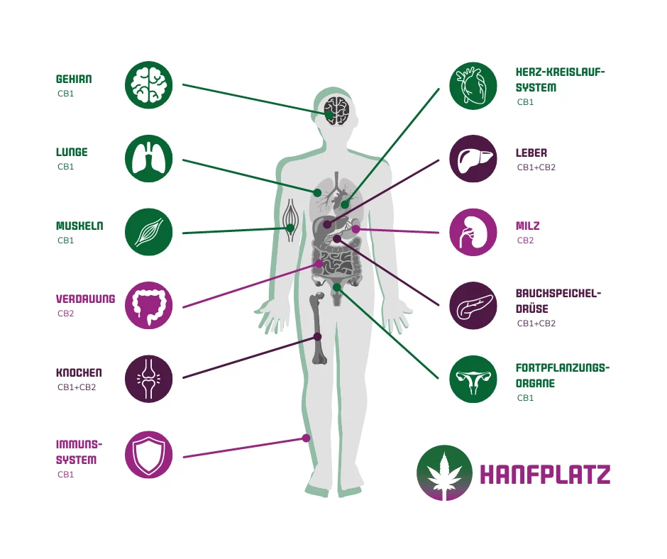 The endocannabinoid system