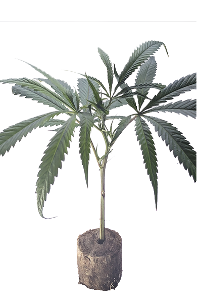 CBD-Shop - Cherry Burgers US Breeder Cut Hanfsteckling - Riizz Roots