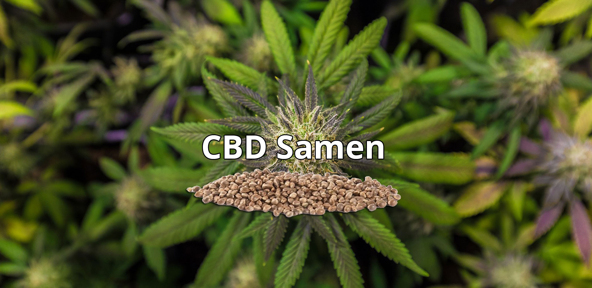 Negozi di canapa - CBD Cannabissamen/Seeds