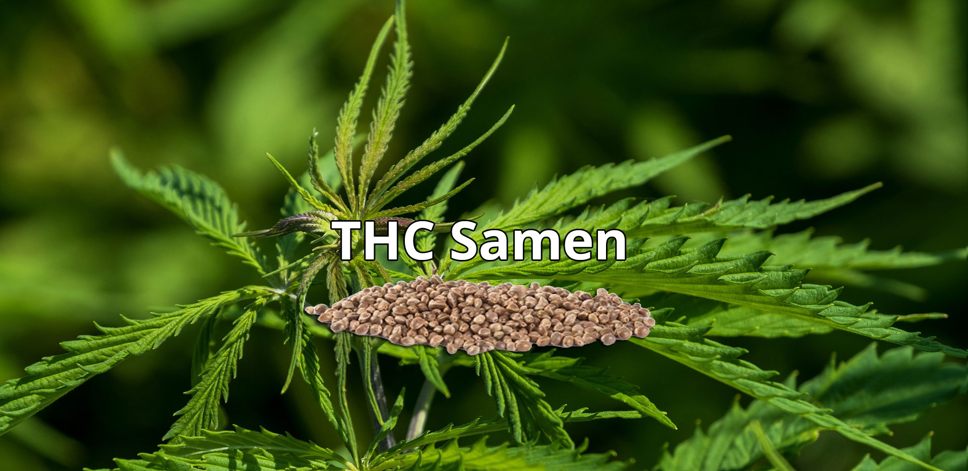 Hanf-Produkte: CBD Hexe Onlinehandel: THC Samen/Seeds