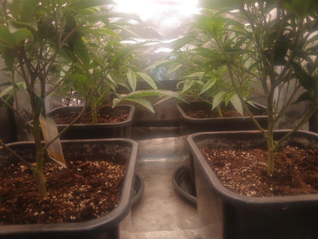 Negozi di canapa - THC und CBD Stecklinge 