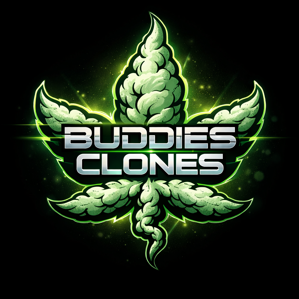 CBD-Shop - Firmenlogo - Buddies OG