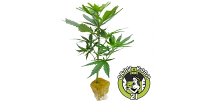 Hanf-Shops - PLZ 1080 (Österreich) - Animal Tsunami ist ein indica-dominanter Hybrid-Strain (70% Indica/30% Sativa), der durch die Kreuzung der köstlichen Sorten Animal Cookies und Caramel Tsunami entstanden ist. Diese Sorte hat einen verführerisch süßen und cremigen Geschmack nach nussigem Karamell mit Anklängen von holziger Kiefer. Das Aroma ist sehr ähnlich, mit einem süßlich-nussigen Keks-Obertöne, die durch holzige Kiefer und erdige, würzige Kräuter akzentuiert werden. - GrowRoom21