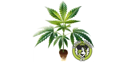Hanf-Shops - PLZ 1080 (Österreich) - BanOreoz ist in jeder Hinsicht ein absolutes MONSTER. Sie ist eine Hybridkreuzung zwischen Oreoz und Dual OG, gezüchtet von dem hoch angesehenen Züchter Honey Sticks Genetics. BanOreoz hat ein angenehm süßes und cremiges Aroma mit subtilen Noten von Funk, Beeren und Pinien. - GrowRoom21