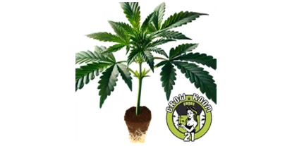Hanf-Shops - PLZ 1080 (Österreich) - Dante's Inferno - Mile Highdave Cut wurde als limitierte Auflage von Tiki Madman und Clearwater Genetics veröffentlicht. Während die Samen derzeit ausverkauft sind, sind noch einige Klone erhältlich.
Laut Berichten von Growern ist Dante's Inferno eine kräftige, indicadominierte Hybridsorte, die sich besonders gut für den Indoor-Anbau eignet. Die Pflanzen sind buschig und haben breite, dunkelgrüne Blätter. Sie reagieren gut auf Techniken wie Topping, Fimming und LST, um das Wachstum zu kontrollieren. Entlaubung und Lollipopping werden empfohlen, um den Ertrag zu maximieren. Die Blütezeit beträgt etwa 8 Wochen. Labortests bestätigen, dass die Samen frei von latentem Hopfenviroid sind, wie es bei allen Sorten von Tiki Madman der Fall ist. - GrowRoom21