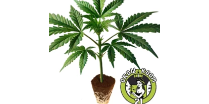 Hanf-Shops - PLZ 1080 (Österreich) - Permanent Marker Cannabis Strain ist eine Sorte, die durch ihre bemerkenswerte Potenz und ihr markantes Aroma einen bleibenden Eindruck hinterlässt. Diese kraftvolle Hybride, sorgfältig gezüchtet aus einer Kombination hochwertiger Elternsorten, bietet eine intensive Erfahrung für anspruchsvolle Grower.
Der Duft von Permanent Marker Cannabis Strain ist ebenso fesselnd wie ihr Name vermuten lässt. Mit einem komplexen Bouquet aus erdigen, würzigen und leicht fruchtigen Noten zieht sie die Sinne in ihren Bann und verspricht ein intensives Erlebnis. - GrowRoom21