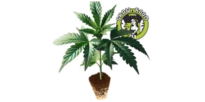 Hanf-Shops - PLZ 1080 (Österreich) - Die Studio 54 Cannabis-Sorte fängt die legendäre Atmosphäre des berühmten Nachtclubs ein. Mit einer lebendigen Mischung aus exotischen Aromen entführt sie die Sinne in die Disco-Ära. Diese kraftvolle Hybride, gezüchtet aus hochwertigen Elternsorten, bietet ein unvergessliches Erlebnis für alle, die eine Auszeit vom Alltag suchen. - GrowRoom21