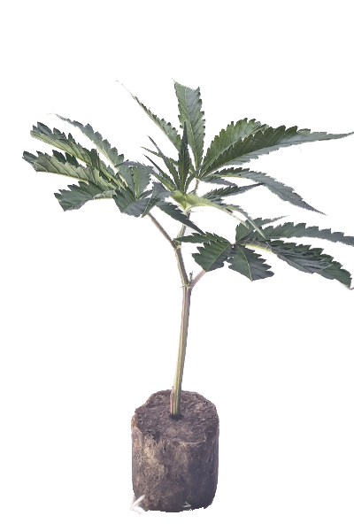 Hemp shops - Cannabis Social Club - RS11 US Breeder Cut Hanfsteckling - Riizz Roots