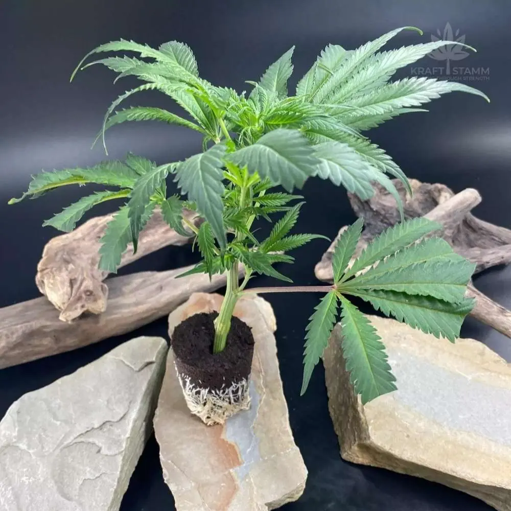 Hanf-Shops - Stationärer Shop - Österreich - Cannabis Steckling Sour Betty - Hanfpflanze - Kraftstamm - Cannabis Stecklinge & Hanfpflanzen