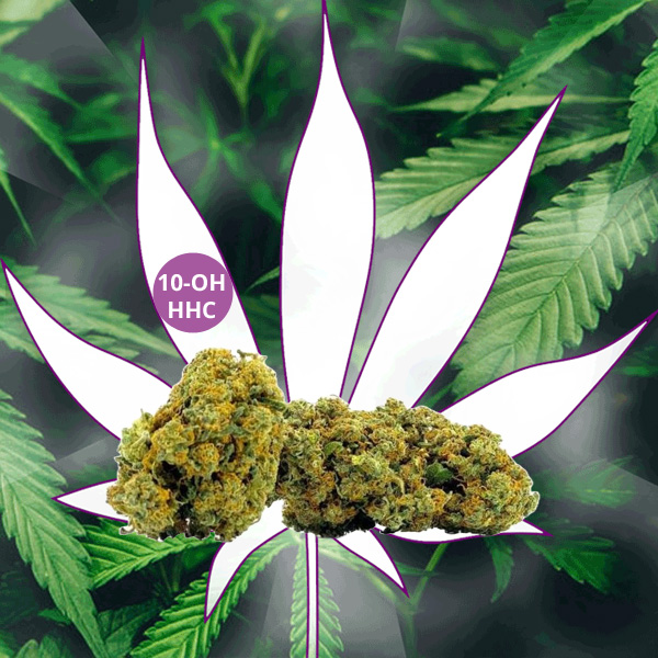 Magasins de chanvre - Rhénanie du Nord-Westphalie - CBD Hexe Onlinehandel 🍊Neu! - 10-OH-HHC Blüten "Orangello" 40% 10-OH-HHC🍊