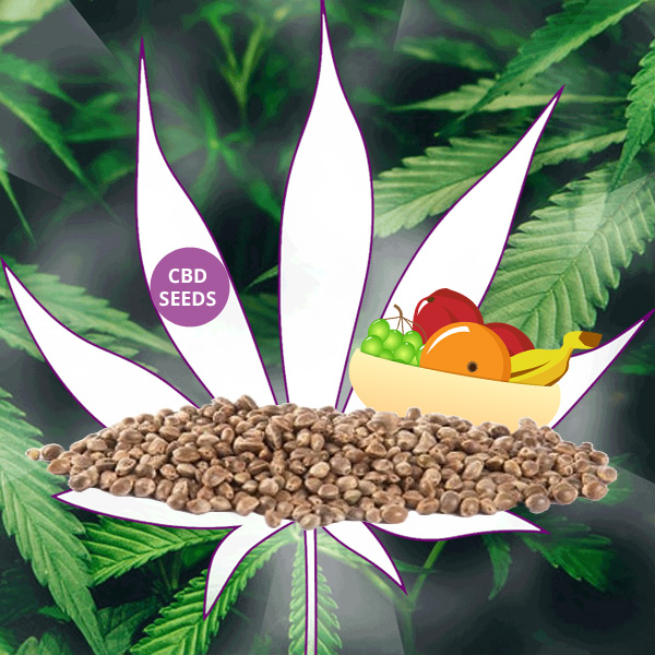 Magasins de chanvre - Rhénanie du Nord-Westphalie - CBD Hexe Onlinehandel CBD Cannabissamen/Seeds