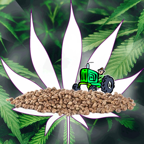 Hanf: THC Samen/Seeds