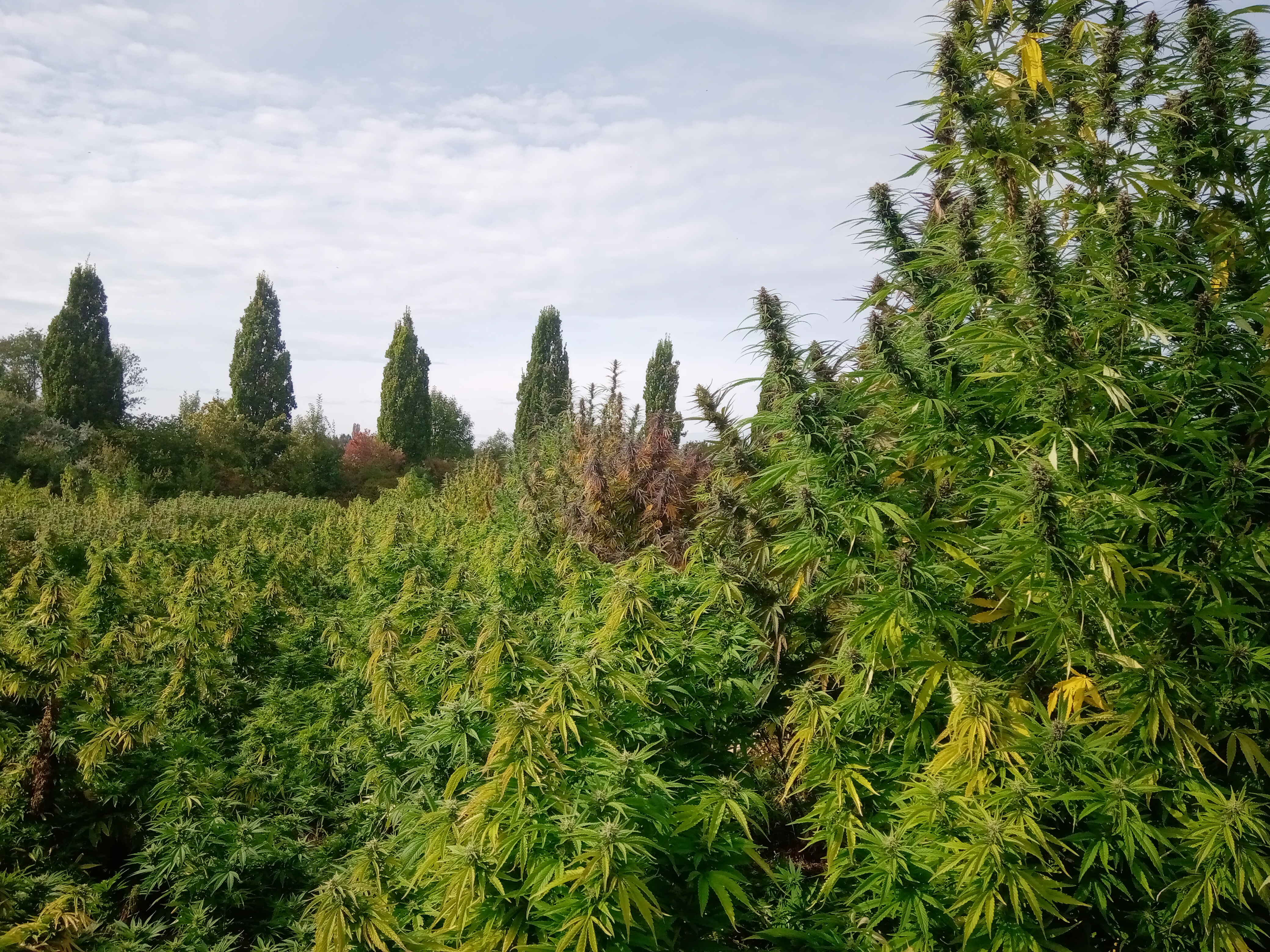 CBD-Shop: Das ganze Feld... - Mühlviertler Bauern Wiesn