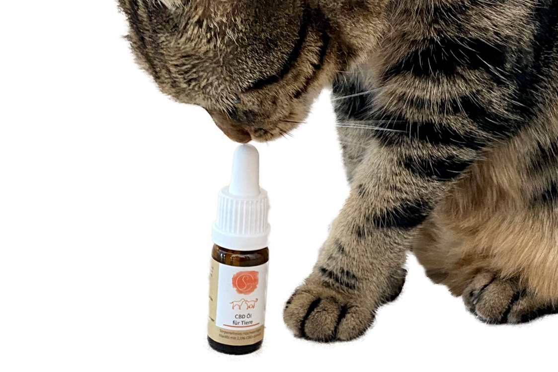 Hanf: Sariwa CBD Öl für Tiere | Katzen und Hunde - CBD Hanftropfen Für Katzen & Kleine Hunde