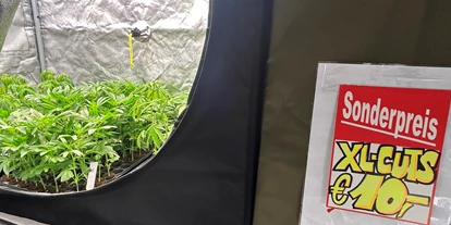 Magasins de chanvre - Abholung - Rhénanie du Nord-Westphalie - Stecklinge von diversen Sorten und Samen sind im Store erhältlich. - Urbangrow Growshop Düsseldorf