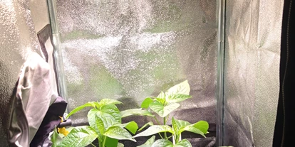 Magasins de chanvre - Abholung - Rhénanie du Nord-Westphalie - Mini GrowBox mit Sanlight Q1 - 50W - Urbangrow Growshop Düsseldorf