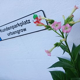 CBD-Shop: Für das entspannte Shoppingerlebnis gibt es Kundenparkplätze im Hinterhof. - Urbangrow Growshop Düsseldorf